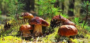 Почему грибы из леса едят только русские