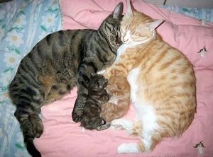 Вот так выглядят идеальные кошачьи семейства!