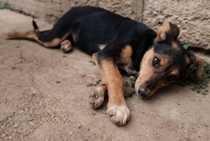 Фотограф снял самые благодарные глаза, проработав 3 месяца в приюте для собак