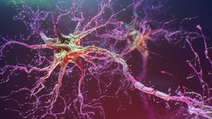 Ученые вырастили нейронную сеть из человеческих стволовых клеток