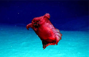 В водах Антарктики впервые засняли странного красного моллюска