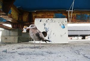 Владивостокские яхтсмены и рыбаки приютили слепую чайку Машу