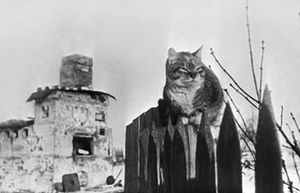 Зачем в Ленинград завезли несколько эшелонов кошек в 1943 году