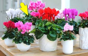 Садоводческая хитрость: комнатные растения зацветут пышнее, чем в магазине
