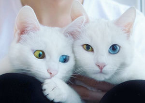 В Петербурге живут самые красивые в мире кошки-близнецы – Айрисс и Абисс