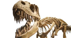 T. rex кусал с невероятной силой: в два раза сильнее, чем любое живое существо