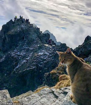 Парень залез на самую высокую гору Польши и увидел там… вылизывающегося кота