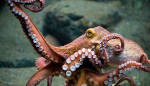 Видео: ученые обнаружили крупнейшее в мире скопление осьминогов