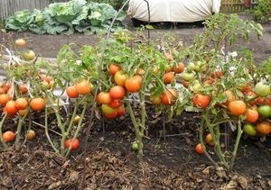 Уникальный способ посадки помидоров осенью