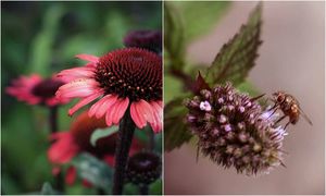 Красивые цветы на снимках Рэнди Нюстрём