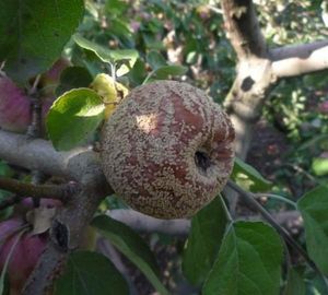 Почему яблоки гниют прямо на дереве и что с этим делать