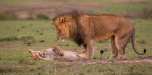 Уморительные финалисты конкурса Comedy Wildlife Photography Awards 2018