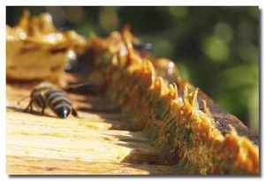 Профессор Неумывакин: лечимся прополисом!