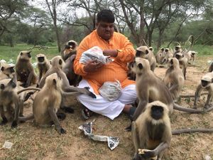 Индиец кормит более 700 обезьян