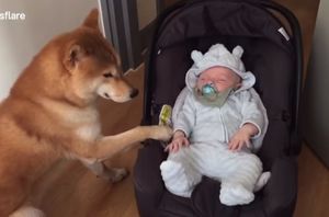 Пес впервые увидел младенца и удивил хозяев своим поступком
