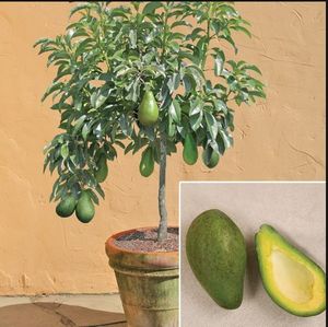 Как вырастить авокадо, ананас, киви и многое другое в домашних условиях