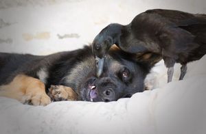 Неожиданная дружба между собакой и уткой в очаровательных фотографиях