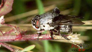 Личинки африканской мухи ели щенка изнутри