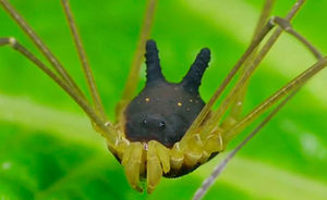 Необычного паука нашли в лесах Эквадора