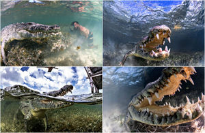 Впечатляющая фотосессия с крокодилами