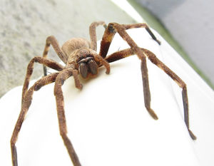 Женщина спасла от расправы гигантского паука, который держал в страхе всю округу