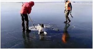 В Забайкальском крае cпасатели освободили собаку, вмерзшую в лед