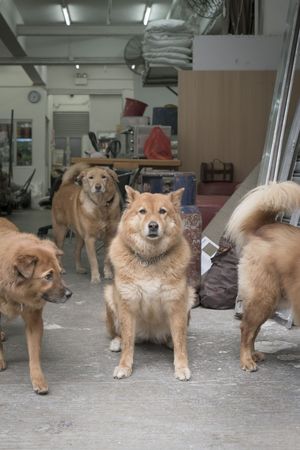 Трогательные фотографии собак в гаражах Гонконга