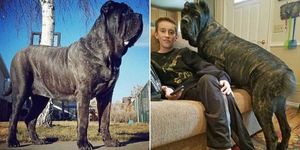 Самый большой щенок в мире, выведенный, чтобы быть похожим на древнего монстра