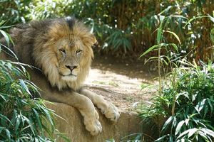12 настоящих причин, почему без Львов жизнь очень скучна и тяжела