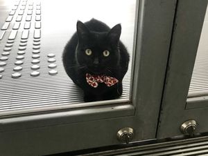 «Ты не пройдешь!»: Охранник уже два года не пускает котов в японский музей