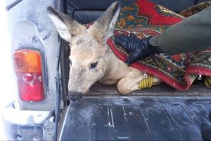 Дикая косуля прибежала за помощью к людям, спасаясь от стаи бродячих собак