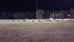Десятки кенгуру оккупировали пригород столицы Австралии. Неужели восстание сумчатых уже началось?!