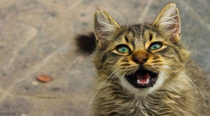 О чем мурлычет кот: кошачий словарь