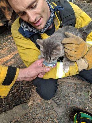 Пожарные спасли кота от пожара. Теперь тот от них - ни на шаг