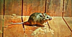Как избавиться от мышей гуманно и заставить их забыть дорогу в дом