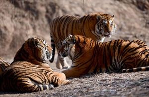 Отъевшимся сибирским тиграм в китайском зоопарке нипочем 30-градусный мороз