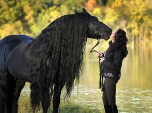 Красивейший конь в мире Фридрих Великий (13 фото)