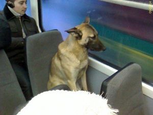 Эту собаку знают все пассажиры трамвайных маршрутов в Екатеринбурге