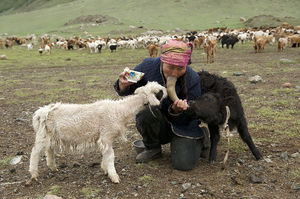 Завтрак по монгольски