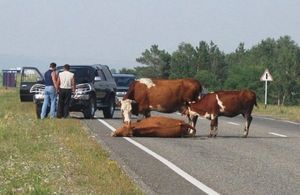 ДТП с участием авто и коровы и эпичный ответ владельца животного