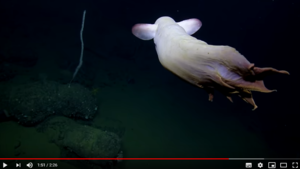 У побережья США обнаружен “ушастый” осьминог