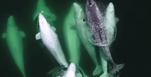 Группа китов-белух, приютила взрослого нарвала