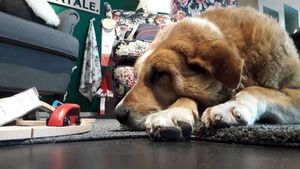 Магазин IKEA в Катании открыл свои двери бездомным собакам, чтобы защитить их от холода