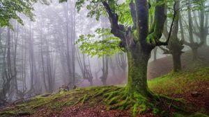 Мистический лес в Испании
