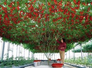 ‘Томатное дерево’ (Россия) — пример достижений современной ботаники без ГМО