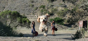 Удачный кадр: как ваша собака может превратиться в гиганта!