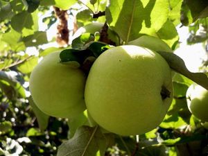 Яблоки: как справиться с урожаем?