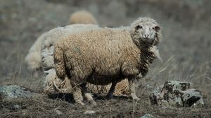 В Турции стадо овец совершило массовое самоубийство