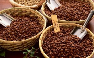 Выбор кофе: робуста или арабика?