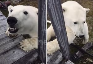 Любопытный белый медведь пришел в гости к русским
